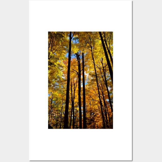 Tree Tops in Fall Wall Art by mariakeady